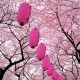 Hanami 2011: Variedades de cerezos en Flor.