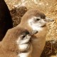 Argentina: Pingüinos