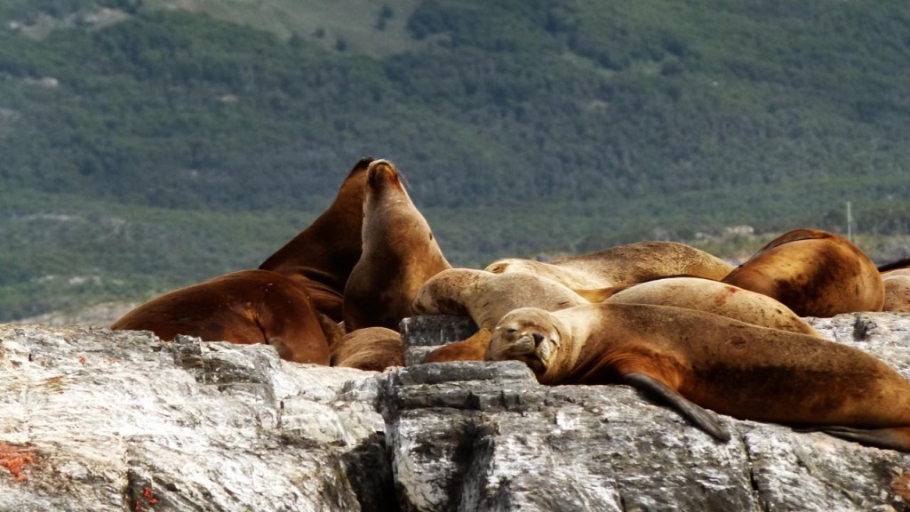 Leones marinos Ushuaia